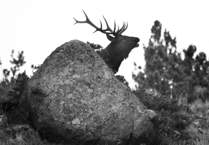 The Way I See It: Elk may one day return to the area